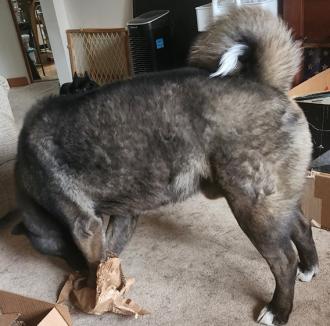 Buddy Enjoying Christmas ~ Buddy replaces Children in our lives.  What a joy to have around.  He's full of fun, all the time