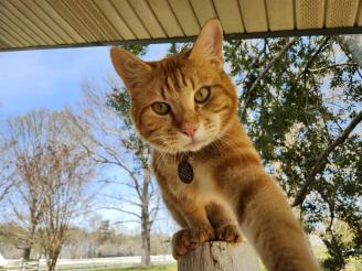 Meet Kitt ~ The real life Kitt is the best cat on the farm!  :)