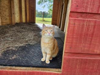 Kaboodle  ~ This is Kitt's brother Kaboodle 