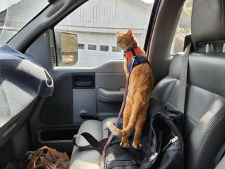 Kitt on the go ~ Vet visits don't worry Kitt