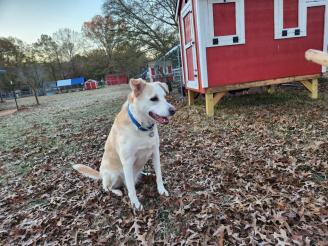 King ~ My lab/husky mix King
