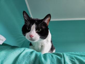 Merce ~ Merce has been with me since he was only a few days old.  He was found in a parking lot.  He's nine years old now.