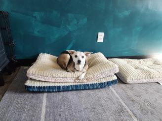 Still going  ~ My seventeen year old rescued mutt, Liberty.