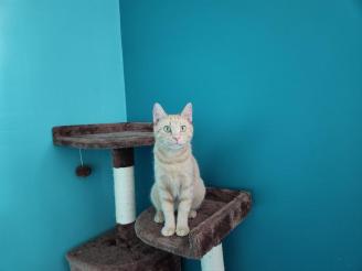 Miss Kitty ~ Mom to most of the cats here, the wonderful Miss Kitty.