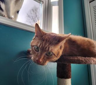 Hobson ~ Kitt and Kaboodle's younger brother