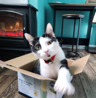 Diamond  ~ This girl can't be a barn cat... she has allergies.