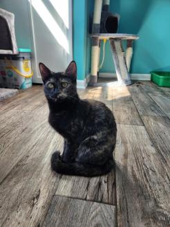 Munchkin  ~ Her real name is Munchkin, but she has a character in the books... Queen Cleopatra.