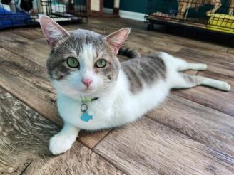 Trooper the tripawd  ~ Troo has only three legs.  He was found on the roadside with one broken, and it had to be amputated.  Most expensive rescue ever... but worth it.