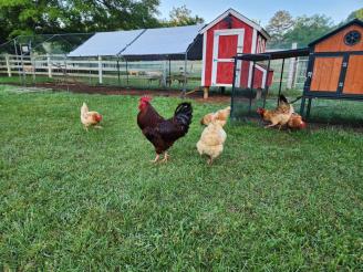 Vicious  ~ Vicious in real life... is a rooster.