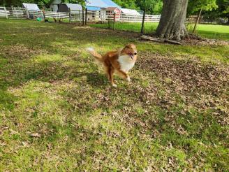 Indi ~ The character Champ is based on my boy Indi, who was nearly named Champ.