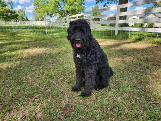 Bonnie ~ Rescued doodle Bonnie