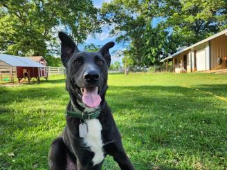 Maverick  ~ Maverick is actually my current working Service Dog.  I don't talk about it much, but I have MS and anaphylactic allergies, and have battled with PTSD.  Mav is trained for a wide range of tasks.
