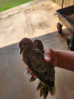 Dove ~ Sometimes birds get stuck in the barn or the pens.  This dove was very dazed in a chicken pen, so I moved it to somewhere safe while it recovered.