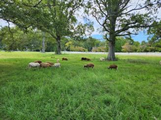 Sheep! ~ We have mostly katahdin sheep, but there are two little shetland mixes are in the flock.