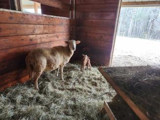 Brand new mom and baby! ~ First time mama and her little ram lamb
