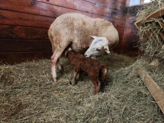 Born 03/03/26 ~ New baby ram lamb!