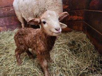 I'm new here ~ Born today 03/03/26 ... handsome little ram lamb *Heart* 