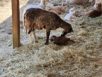 Born 03/04/26 ~ Our little rescued shetland sheep had a baby ram about an hour ago *Heart*