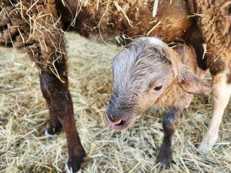 Brand new baby  ~ Such a handsome little guy.