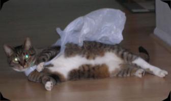 The Bag is Winning ~    Tired from fighting, Bagheera takes a rest.   