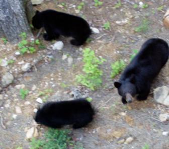 The Three Bears ~ A mother and two young bears wondered up to our cabin after smelling steak grilling.  

I overlooked the deck to take this pic.  

--Gatlinburg, TN