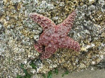 Starfish ~  One of the many starfish exposed during low tide. 