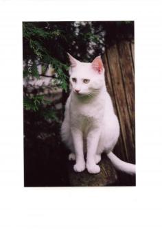 Max ~  Max ambled into my Mexican garden as a kitten. He inspired the poem at   [Link To Item #765863] 
