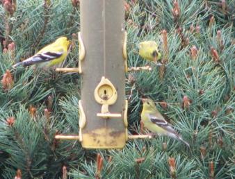 Goldfinches ~  Once I saw twelve of them fighting for their turns at the feeders. 