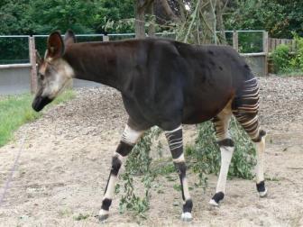 Confuddled animal alert ~  This is an Okapi. Can't decide if it wants to be a zebra or a member of the deer family. Silly beast. 
