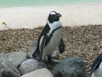 Oh Brother, Where Art Thou? ~  Second cutest Penguin I know. 