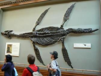 The Real Loch Ness Monster ~  A fossilized skeleton of a Pleisosaur, what they think might still be in the Loch. 