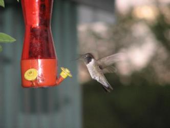 Hovering hummer ~  No, I don't know what tune it is he's humming. Do you? 