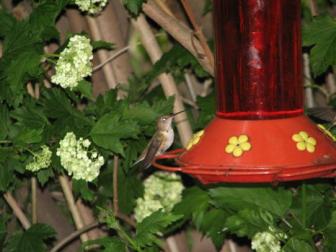 Hummer perched on feeder ~  A thoughtful moment. 