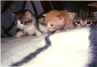 kittens ~  four little ones 
