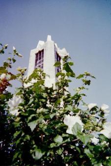 Bells among white rose-of-sharon ~  Campanile, Kansas U. 