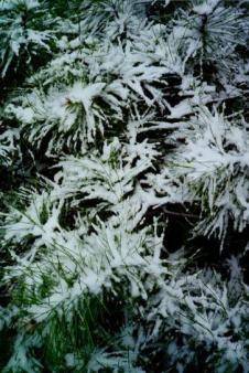 Snow on pine ~  in Kansas 