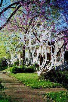Festooned ~  Springtime in Kansas: redbud and toilet paper at the corner of Tenth and Tennesee. 