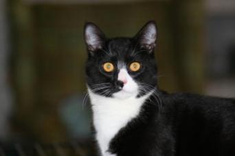 Rocky ~  Meet 6 month old Rocky. This guy is all boy and loves to play. Can you tell by his eyes just how much is gets into things?! Rocky and Victor are brothers both born in my garage. Rocky is looking for a great home to play and be loved. 