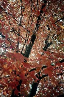 Kansas Autumn 2007 ~  maple leaves 