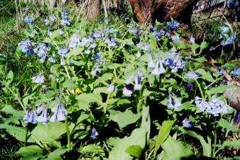 Virginia bluebells ~  Spring in Lawrence, Kansas on Ohio Street. 