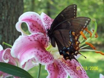Lily ~ Summer in my yard.  The day I took this, there were about a dozen butterflies all over the stargazer lilies.