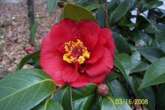 Camellia ~ Today, 3/16/08, I saw this when I went outside.  This camellia was the first (and best) landscape purchase (along with its twin on the other side of the step.) I ever made.