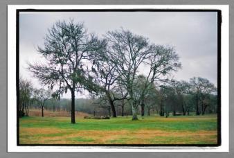 Soulful Wood ~ Meadow in Brenham Texas on a dreary Saturday in February.  