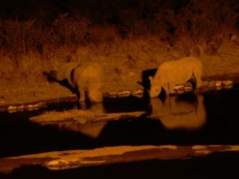 White in the night ~  This one didn't turn out too bad considering. The rhinos before the drama started. 