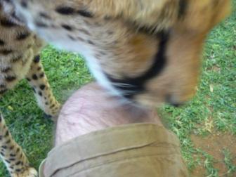 Catnip ~  Wonder what is so damn tasty on that leg of mine? 