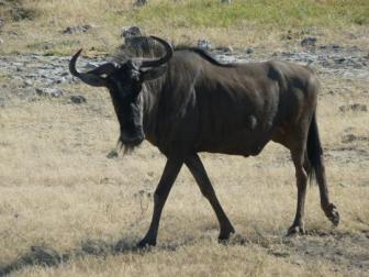 Wildebeest ~  One of the few animals that didn't end up on my plate during the trip. 
