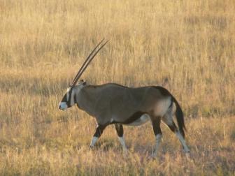 Oryx ~  Beautiful to look at, tasty to eat. They really are a majestic animal. 