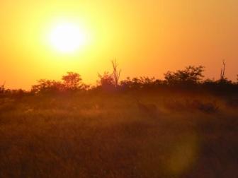 Hiding in the Sun ~  Check out the zebras hiding as the sun sinks in the Delta. 