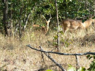 Impala ~  Beautiful animals and very skittish. These ones didn't stay around long. 