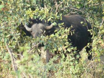 Buffalo ~  The third member of the Big Five that we saw... and arguably the most dangerous. 